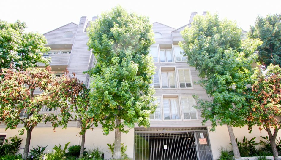 THE TREES TAKE PLACE IN THE FRONT OF THE APARTMENT. ITS VERY BEAUTIFUL SCENORY.