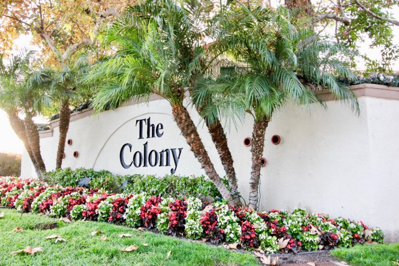 Beautiful greenery surrounding the entryway to Greystone Colony community located in Aliso Viejo, CA.