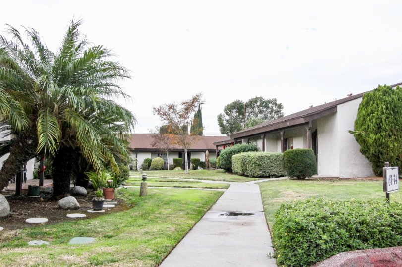 THIS IMAGE REPRESENTS THE PATHWAY TO ENTER HOME IN ANAHEIM, THAT HAVE CROTON PLANTS, TREES, LAWN ON BOTH SIDE