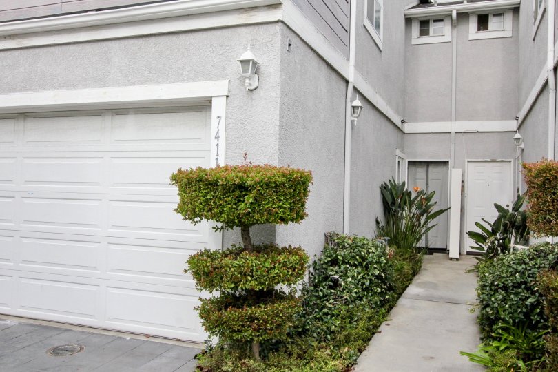 Bushes are decorated by cutting it and placed at the pathway of apartment in Western Bay Estates
