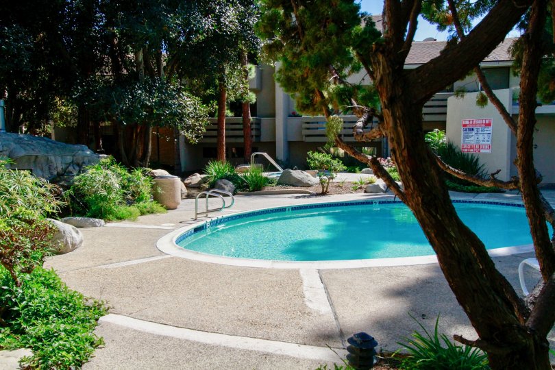 Brighton Springs pool with trees and bushes on a sunny day.