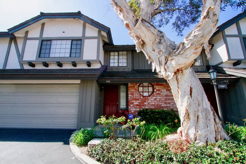 The hoUSE WITH BLUE AND WHITE COLOUR AND A TREE IN FRONT OF THE HOUSE AND SOME PLANTS NEAR TO THE TREES AND A MAROON COLOUR DOOR CLOSED IN THAT HOUSE.