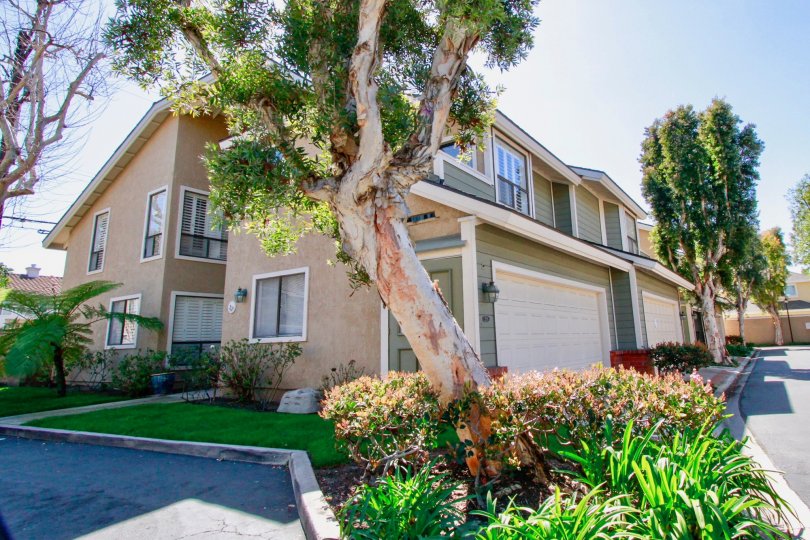 Beatiful trees with plants and road point near villas in Laurel Point of Costa Mesa