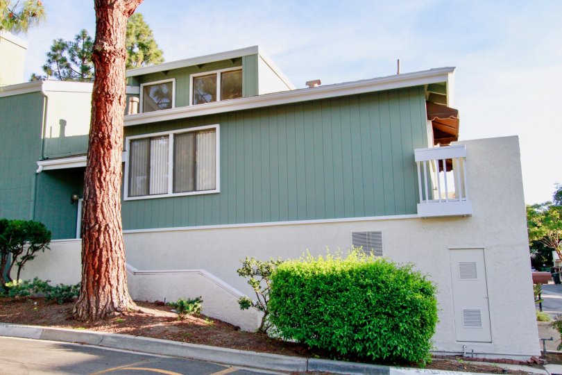 the village creek has a old and strong tree which is in costa mesa of california