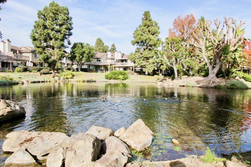 A bright day in the Old Mill Pond with a pond and trees.