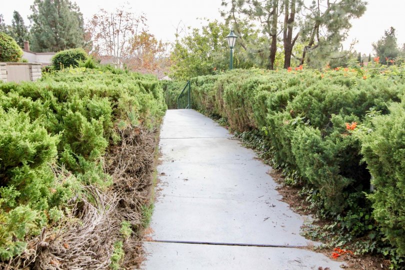 Sidewalk in Casa Del Vista with trimmed bushes and lamp posts.
