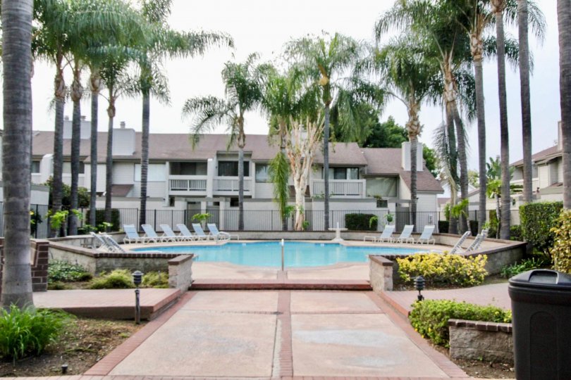 The pool in Chapman Villas with deck chairs and trees surrounding it.