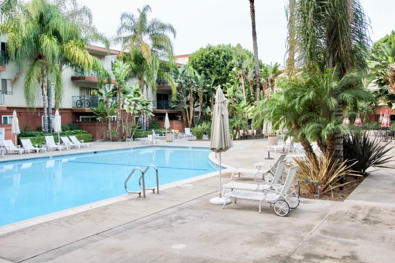 The swimming pool in the Club Acacia with buldings, resting chairs, small ornamental plants, big palm trees and shrubs.