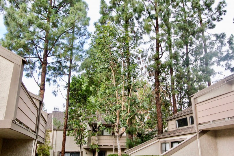 Trees in the Hidden Lakes community between apartment buildings on a cloudy day.