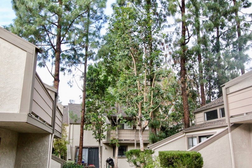 Tall trees in between building at Hidden Lakes Fullerton, CA