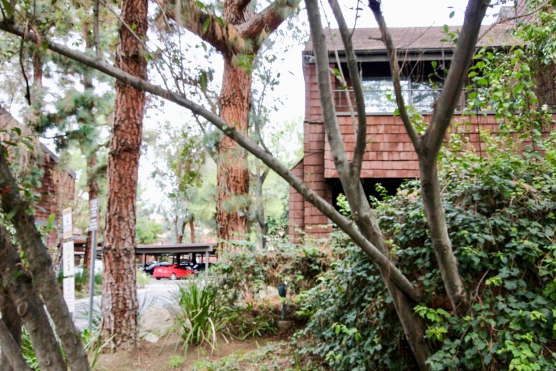 The backyard of a home in Quail Ridge with trees and other plants.