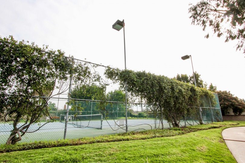 Fence of the tennis court is covered with bushes with light lamps and lawn in Stone Pine Estates