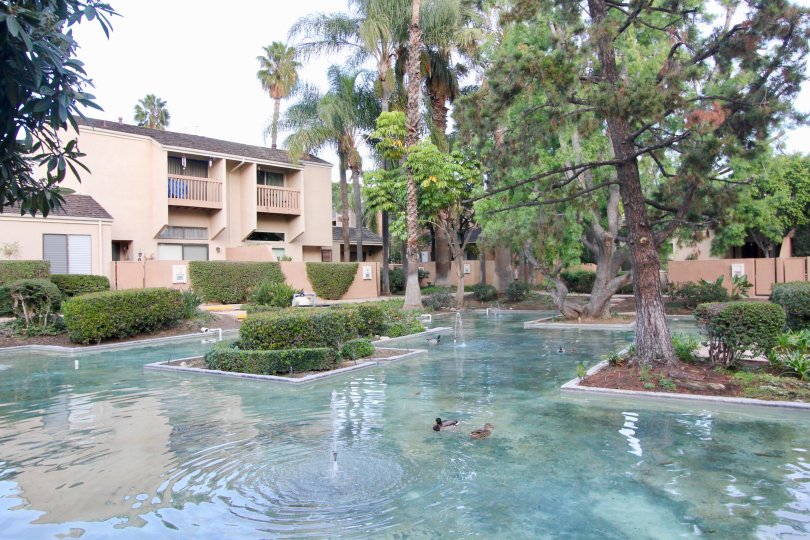 Water Gardens Fullerton California short buildings with tall trees and floor path filled with clean water