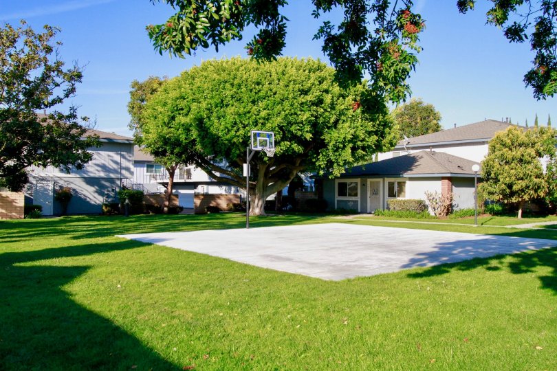Nice green lawn with Baskeball court in Harbor Heights Villas of Huntington Beach