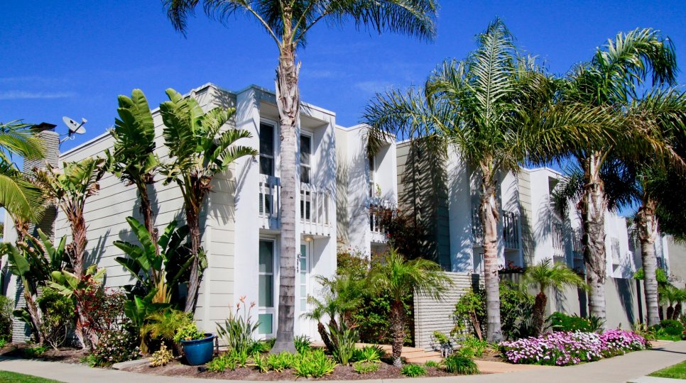 the line of baboo trees which stand in front of the hotel like bulding in huntington beach california