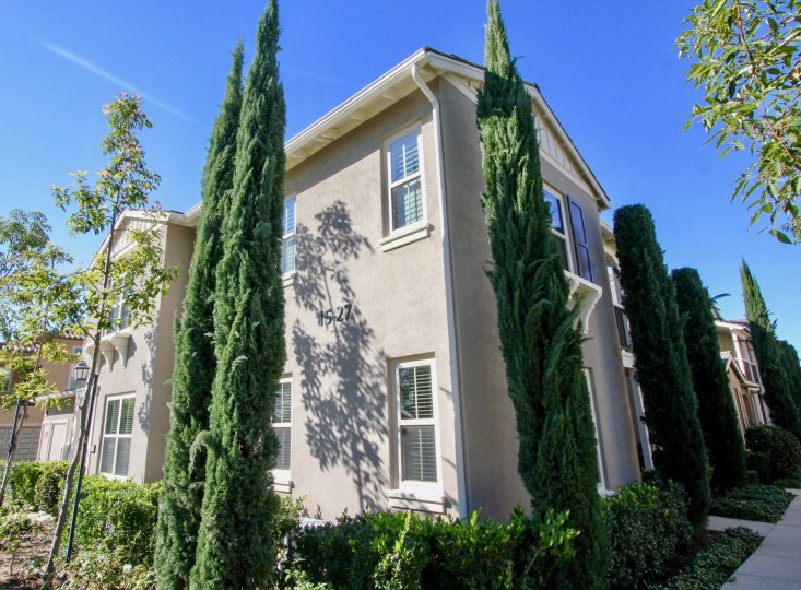 Nice Conical shaped trees in front of villas in Santa Rosa of Irvine