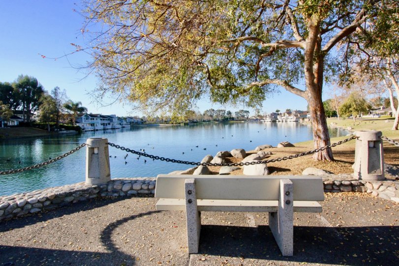 a sunny day at the lake in Willow Creek with a bench under a tree