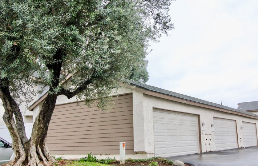 A big tree in the Sunny Hills Village with a garage.