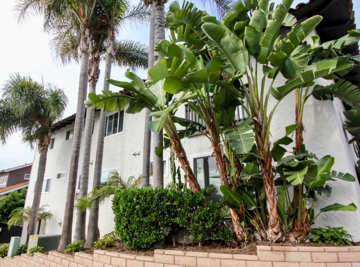 Nice Palm and Banana trees near a villa in Woods Cove of Laguna Beach