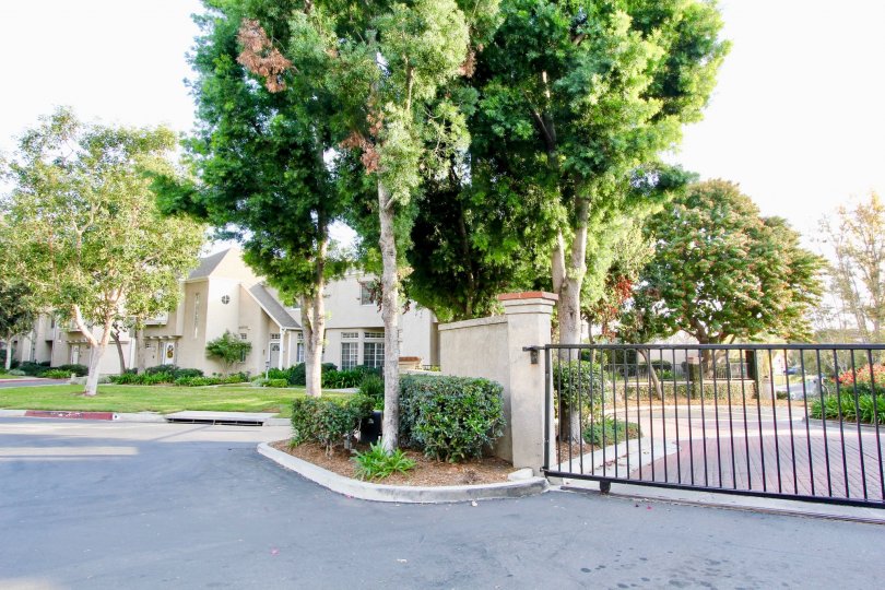 Some beautiful trees situated nearby a gate in the Bridgeport Terrace.