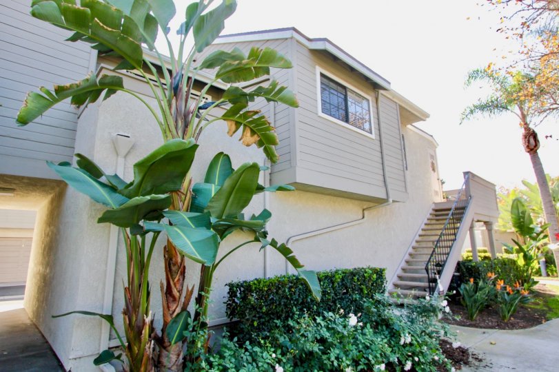 Nice Banana trees and steps with garden near villa of Village Niguel Terrace I Laguna Niguel