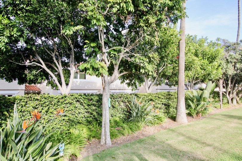 A day in the Newport Marina Villas with lawn and plants.