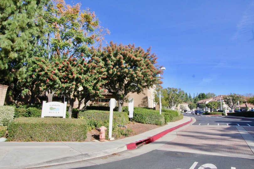 The street in Canyon hills is very clean and very bright with peaceful area and homes with trees and plants.