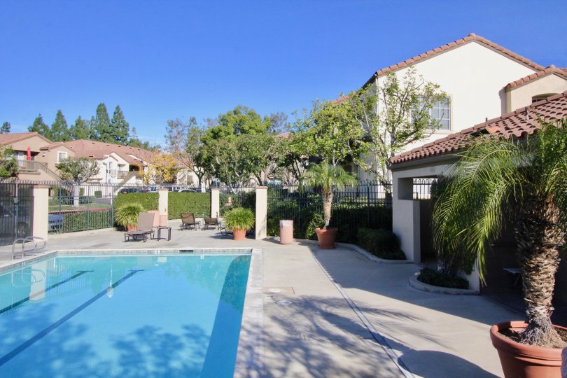 A beautiful day in the Canyon Hills with a swimming pool and palm tree.