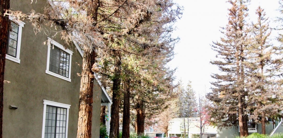 The trees in the Morningside on the Lake community on a sunny day