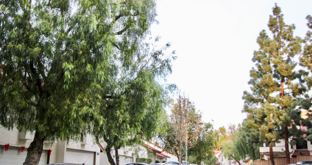 The trees lining a street in Villa La Paloma with cars and fences