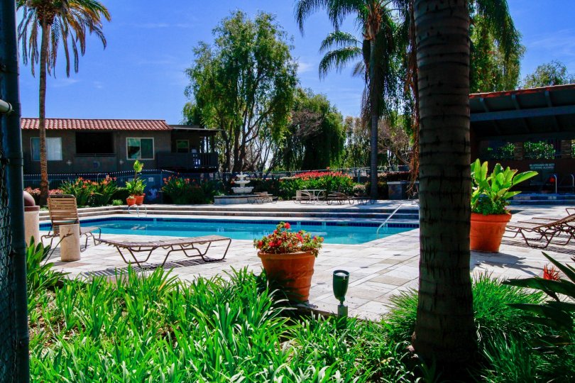 clean and clear the swimming pool and trees and plants around the swimming pool in Monterey Villas