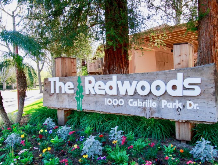 A clear day in the Redwoods in front of the sign with trees.