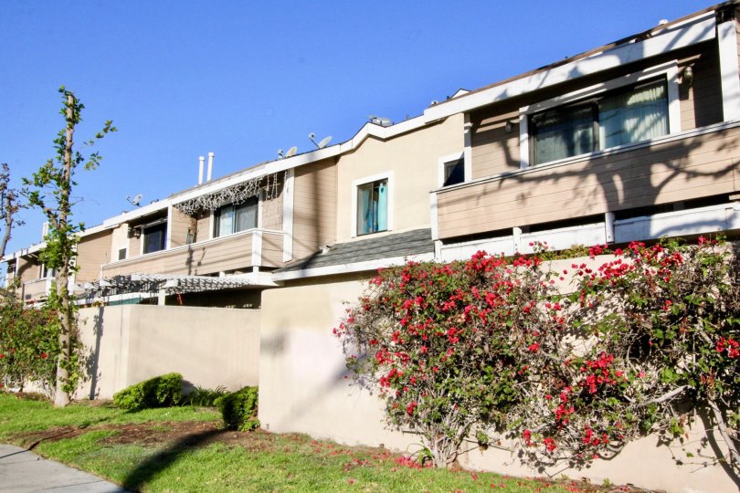 THE APARTMENT IN THE ALIDA GARDENS WITH THE FLOWER PLANTS, LAWN