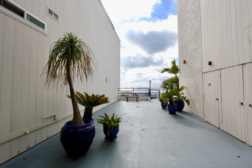 An assortment of potted desert plants between two large buildings in Llewellyn Shores in Carlsbad CA