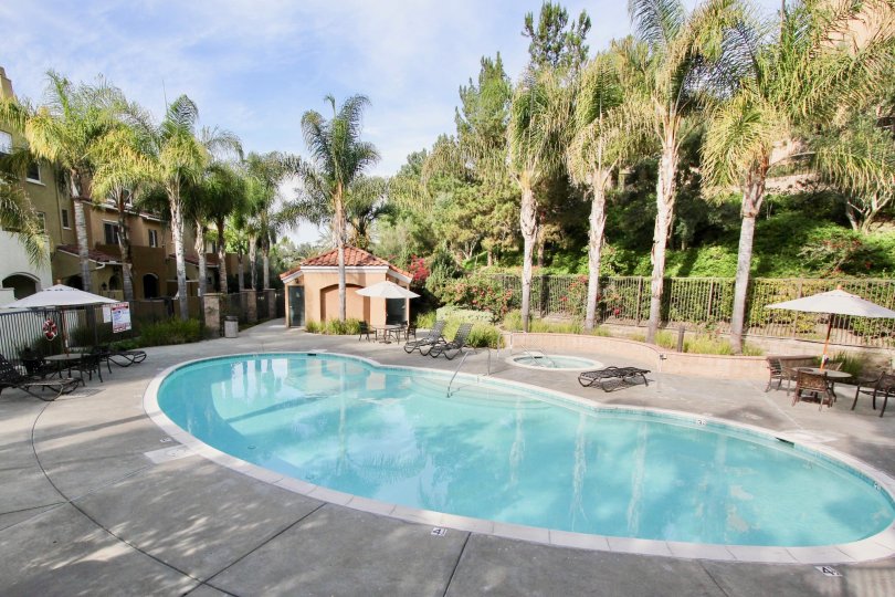 A Sunny day with a swimming pool and palm trees in Sedona