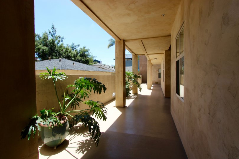 THE CORRIDOR IN THE Hawthorn Place WITH THE PLANT, GLASS WINDOW