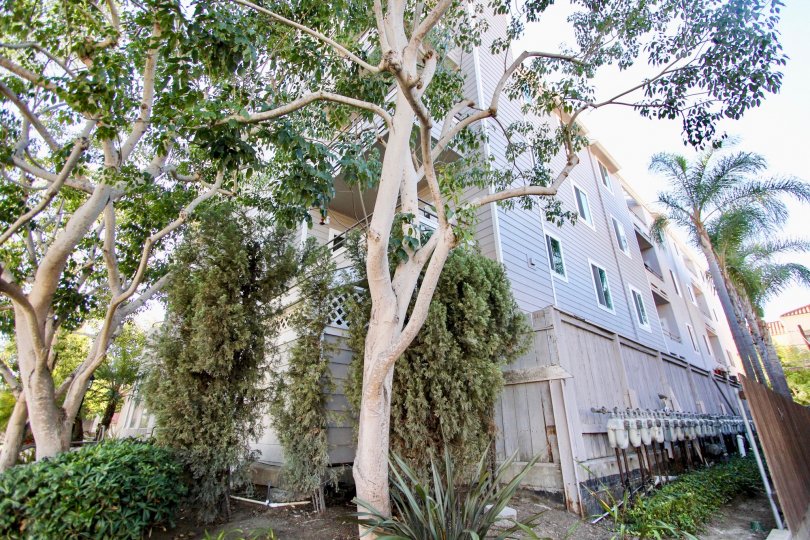 A sunny day in the Windsor Place with residential apartment and trees.