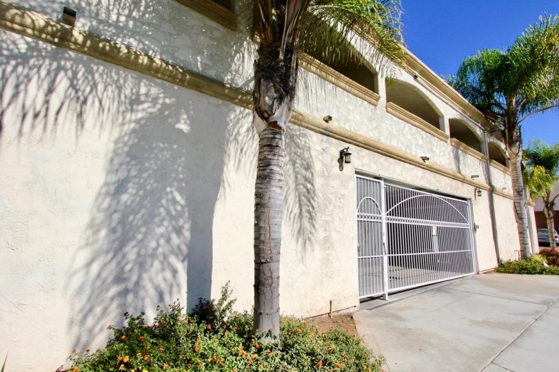 Full occupation of space with palm trees in Imperial Palms.