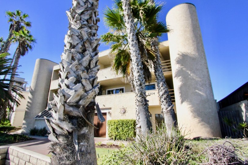 Palm trees in the yard of a modern home in Peerless Shores community.