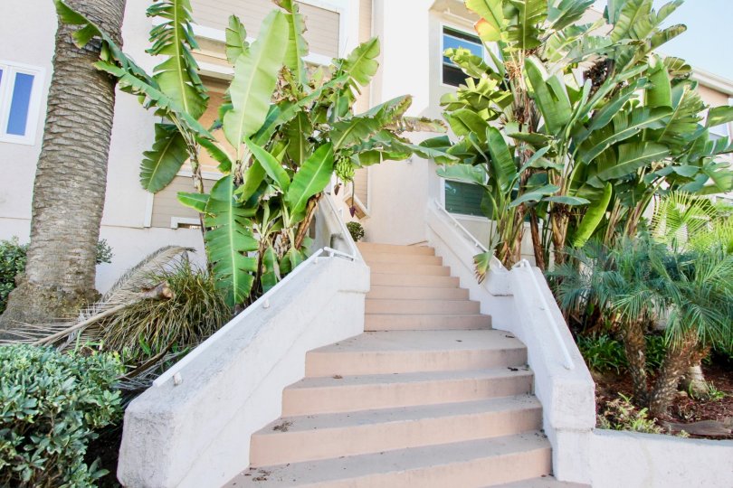 A sunny day in the area of Sandcastle Townhomes, stone walkway trees