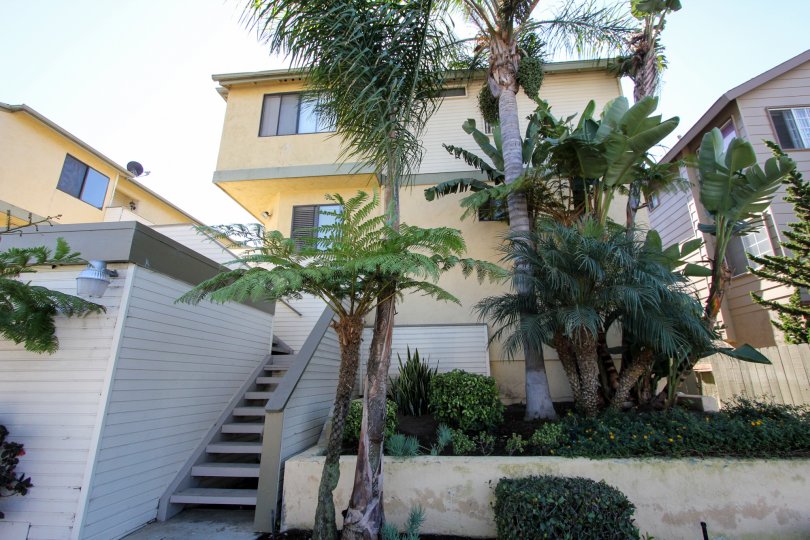 Sunny housing front with multiple palm trees and shrubs