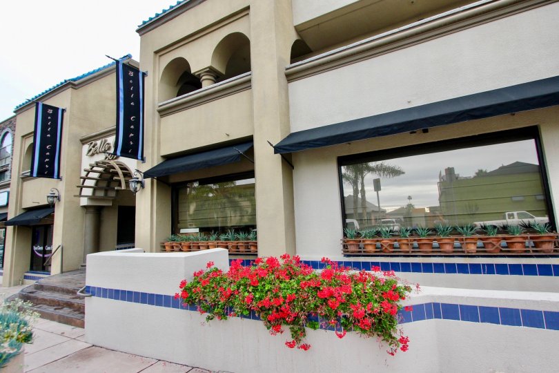 Red flowers in a blue and white planter at Bella Capri in La Jolla California