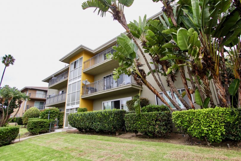 Tall palms outside of a tall residential building in Capri Aire in La Jolla California