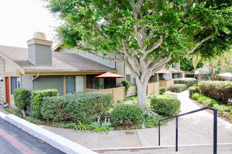 Large green tree in front of residence at La Jolla Park Villas in La Jolla CA