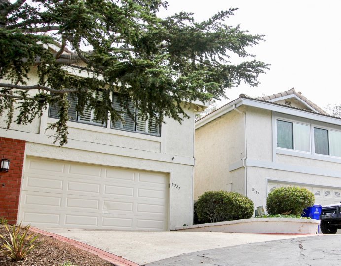 Pine tree in front of housing inside La Jolla Woods in La Jolla California