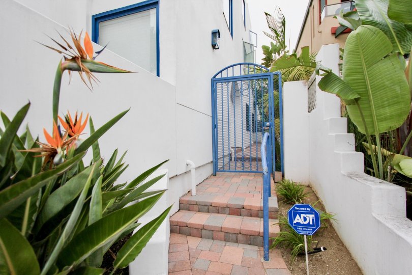 Birds of paradise near a blue entrance at Santorini West in la JOlla CA