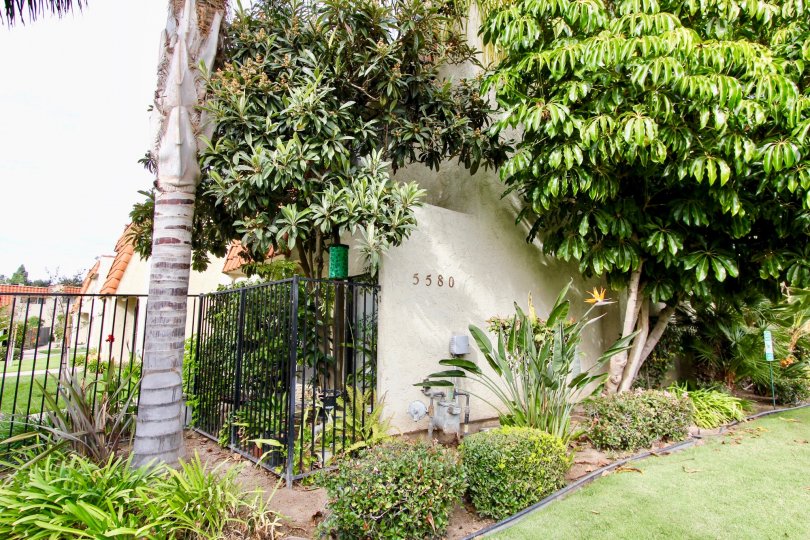 the Tangerine Terrace with green grass and tall trees in the campus
