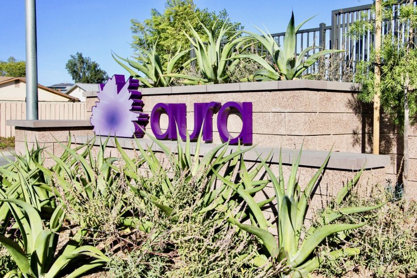 : Aura   Mira Mesa   California,name,purple,plants