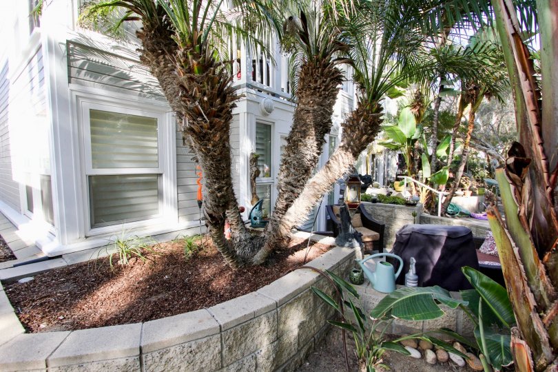 A shady are with palm trees at Nantasket Ct in Mission Beach California.