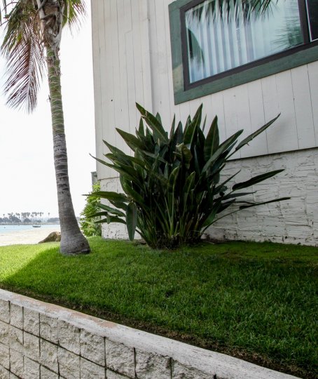 Bush and palm on corner of ocean side building in The Fijian in Mission Beach, California